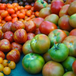 Quelle variété de tomates faire pousser ?
