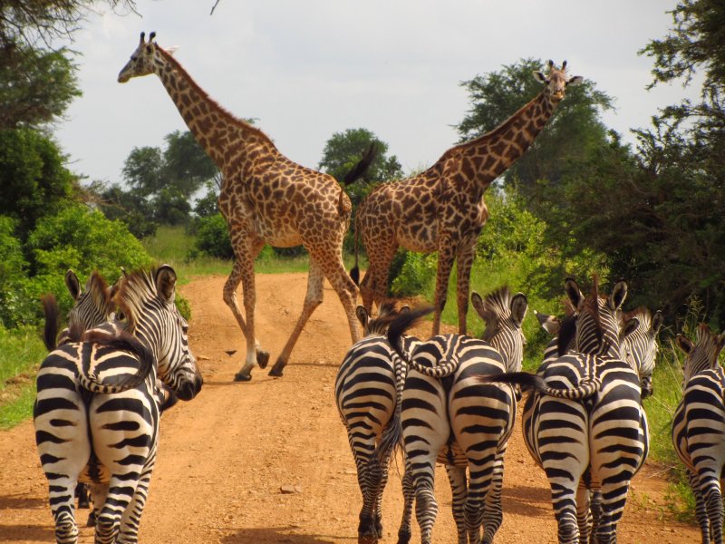 Quel programme pour un safari en Tanzanie ?
